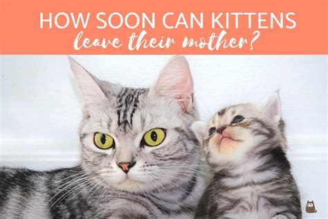 How Soon Can Kittens Leave Their Mother Safe Age To Adopt A Kitten