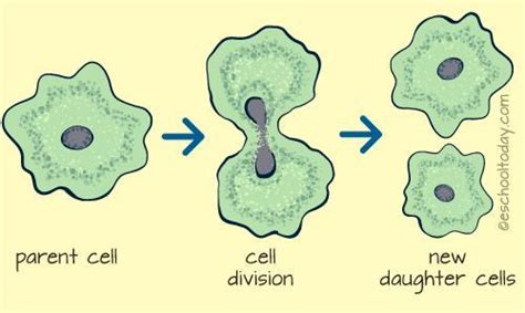 Which Sequence Best Describes Asexual Reproduction