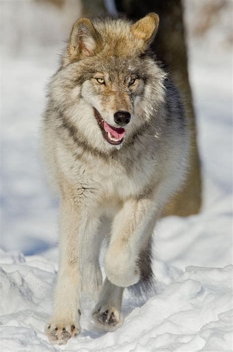 Photograph Running Wolf By Maxime Riendeau On 500px Wolf Life Wolf