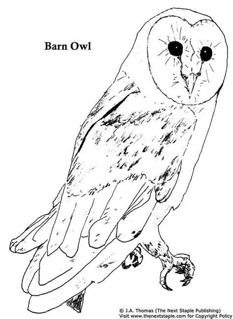 Coloring Page Owl Coloring Home