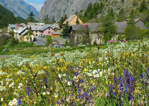 Flora Wild Flowers In France