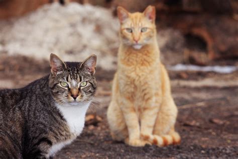 Shooting Feral Cats Causes Caterwauling In Iowa Town Across Iowa Ia
