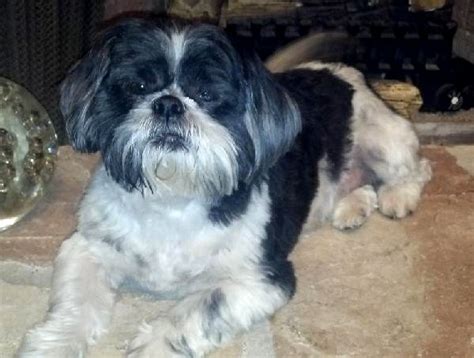 Shih Tzu Yorkie Mix Black And White