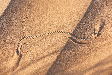 Animal Track In Desert Sand In The Sahara Desert Of Morocco Rosa