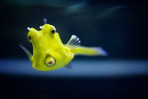 Bloop Bloop A Very Cute Fish That Seemed To Be Warming U Flickr