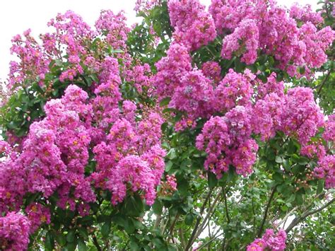 Crape Myrtle How To Choose Prune And Care For Crape Myrtles Hgtv