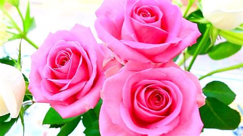 4k Most Beautiful Rose Flowers Flower Shrubs And