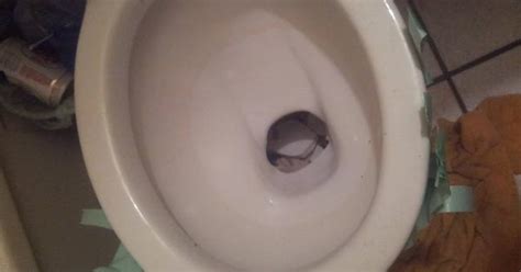 My Roommate Thought It Was A Good Idea To Set Off A Firecracker In The Toilet Imgur