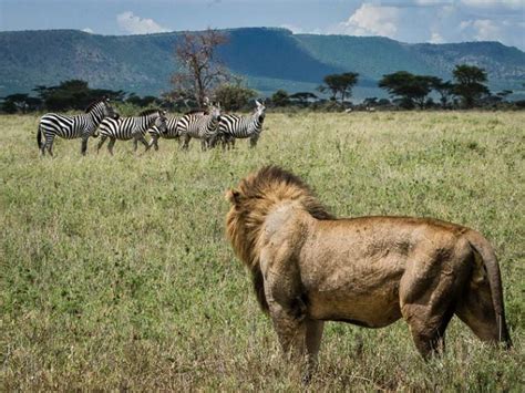 5 Days Kenya Wildlife Safari Explore Kenya Wildlife Safari