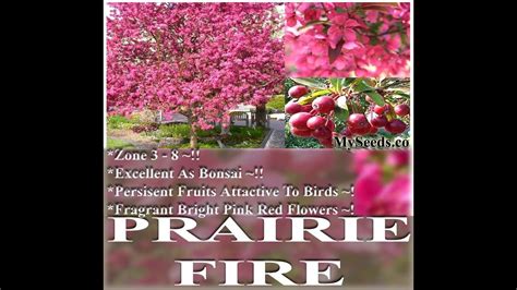 Regular crabapple pruning is required to have a great looking tree. Prairie Fire Crab Apple, EXCELLENT BONSAI SPECIMEN, Malus ...