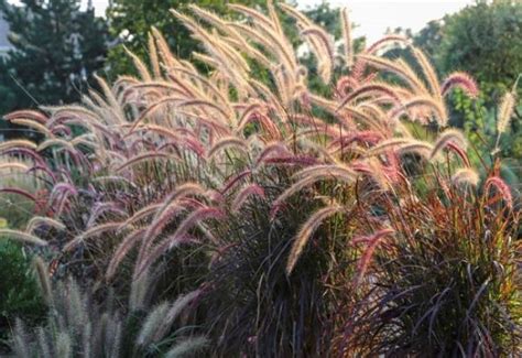 Caring For And Dividing Ornamental Grasses My Garden And Greenhouse
