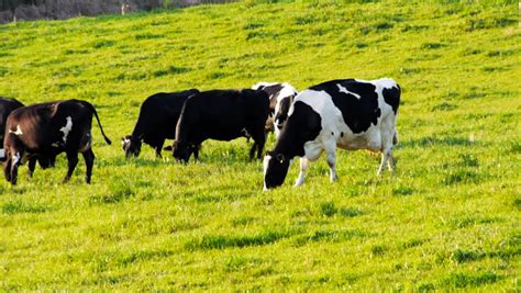 A Herd Of Dairy Cows Graze Fresh Pasture Near Bega Australia Stock