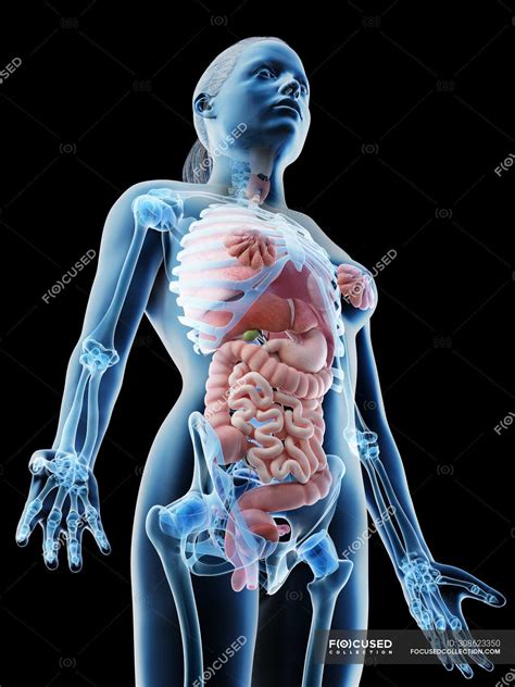 Human Anatomy Woman Organs Female Upper Body Anatomy Photograph By