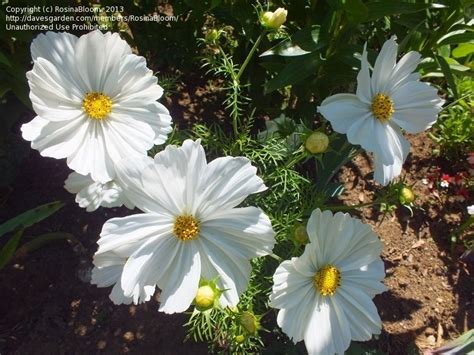 Plantfiles Pictures Common Cosmos Mexican Aster Sonata White