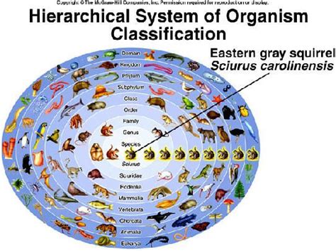 Classification Of Organisms Animal Classification Classification Organs