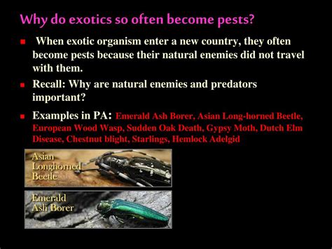 We have experience in a wide variety of before recommending any pest control services, we begin with a consultation—thoroughly evaluating your unique situation. PPT - Integrated Pest Management PowerPoint Presentation ...