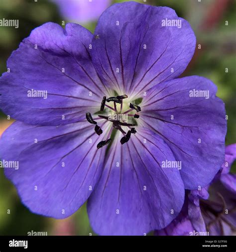 Purple Geranium Stock Photo Alamy