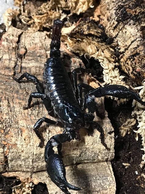 Buy Scorpions At Micro Wilderness Micro Wilderness