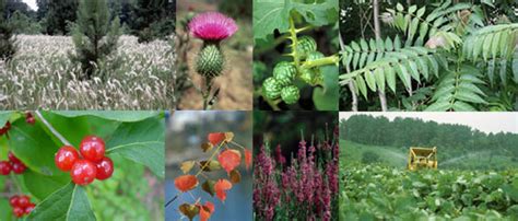 Invasive Plants Of Virginia