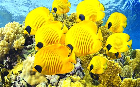 Fish Fishes Underwater Ocean Sea Sealife Nature Wallpapers Hd