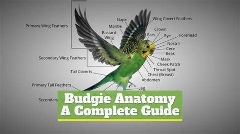 Budgie Anatomy All Body Parts Photos
