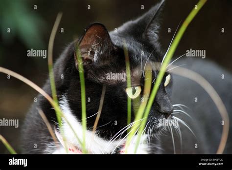 Domestic Cat Stalking Prey Hi Res Stock Photography And Images Alamy