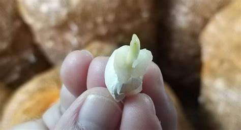 Metode menanam bawang putih hidroponik. Cara Mudah Menanam Bawang Putih Agar Panen Melimpah