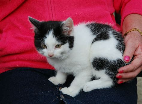 One Black And White Fluffy Male Kitten Left Leicester