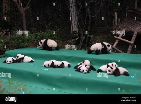 10 Giant Panda Cubs Born In 2017 Are On Display During A Public Event At The Chengdu Research