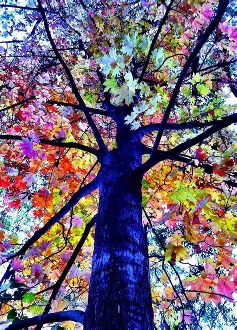 Beautiful Tree ~ Dreamy Nature