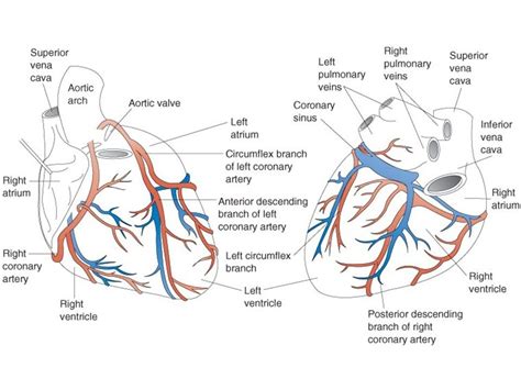 Anterior And Posterior Coronary Arteries Diagram Quizlet