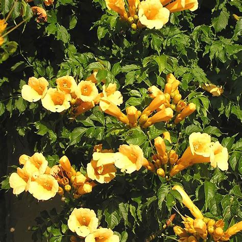 Yellow Trumpet Vine - Medallion Plants