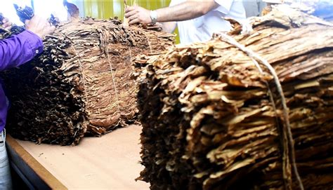 Est N En Funcionamiento Todas Las Bocas De Acopio De Tabaco En Misiones