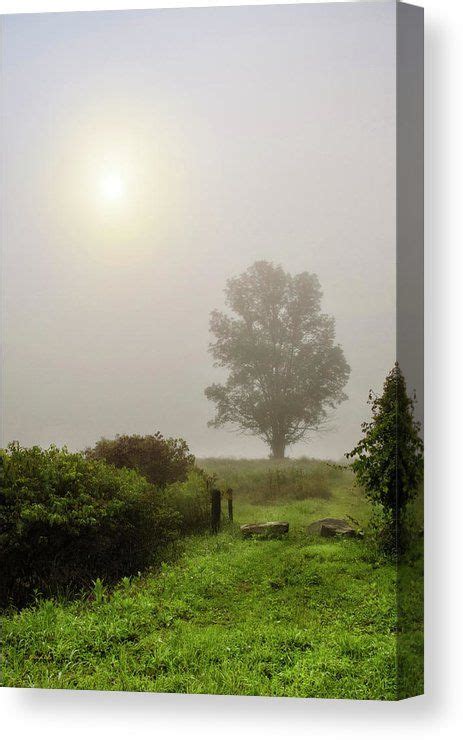 Sunrise Tree In Morning Fog Canvas Print Canvas Art By Christina Rollo