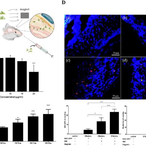 A Schemes Of Mesenchymal Stem Cell Homing With A Permanent Magnet In