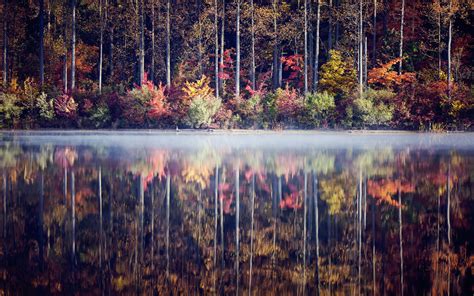 Fog Water Reflection Fog Trees Forest Leaves Autumn Fall