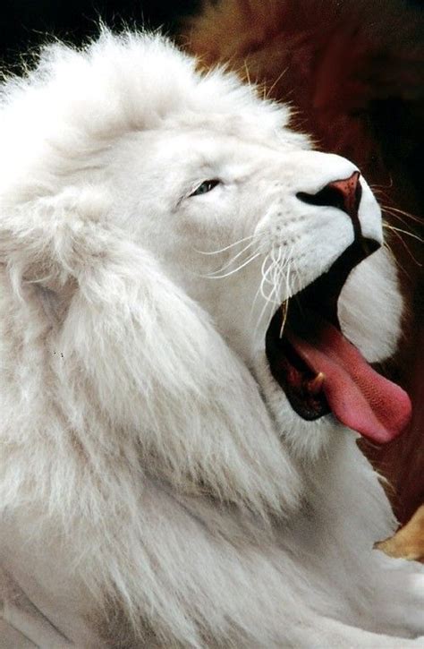 30 Rare Albino Animals You Probably Have Never Seen Before Twblowmymind