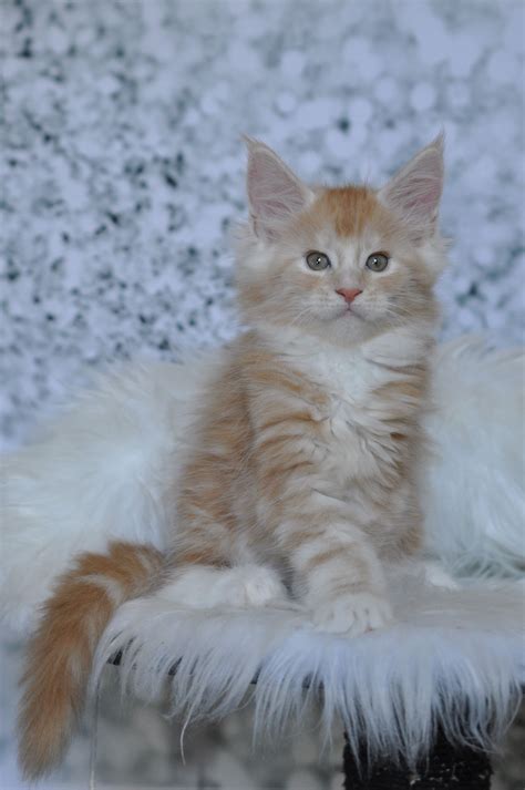 They enjoy being playful and interacting with the whole family but they also enjoy showing affection and cuddling up with the ones they love. Available Maine Coon Kittens for Sale - Maine Coon Kittens ...