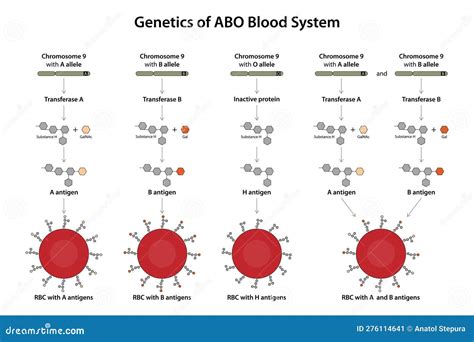 Genetics Of Abo Blood System Stock Illustration Illustration Of