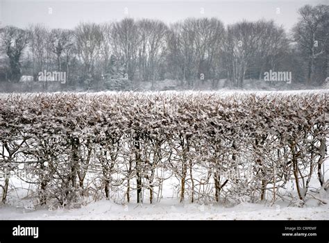 Trees Winter Snow Hedge Hi Res Stock Photography And Images Alamy