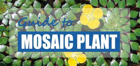 How To Plant And Grow Mosaic Plant Ludwigia Sedioides Pond Informer