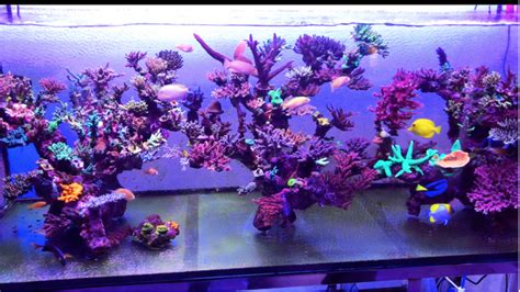 Bruce and his son both are very professional. what type of rock was used for this aquascape ...