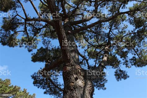 Pine Tree Top From Below Stock Photo Download Image Now Branch