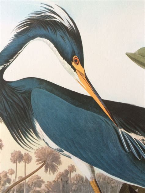 Louisiana Heron Large Original Vintage 1964 Audubon Print 14 X 17