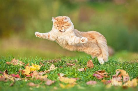 Funny Cat Flying In The Air In Autumn Photograph By Grigorita Ko