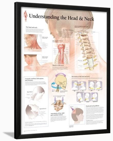 Understanding The Head And Neck Posters