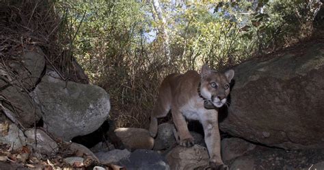 tribes biologists debate final fate of famed cougar environmental news lewiston tribune