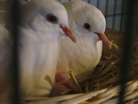 Doves Baby White Doves With Baby Dove David Campbell Flickr
