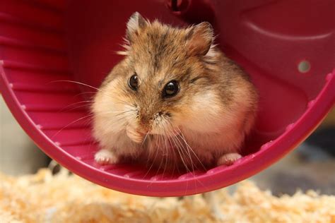 Complete Dwarf Hamster Care Guide How To Keep A Dwarf Hamster