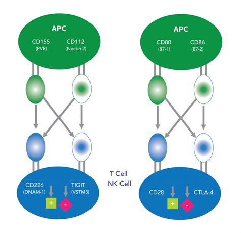 Cancer Immunotherapy Investigate The TIGIT CD226 Pathway Tebubio S Blog